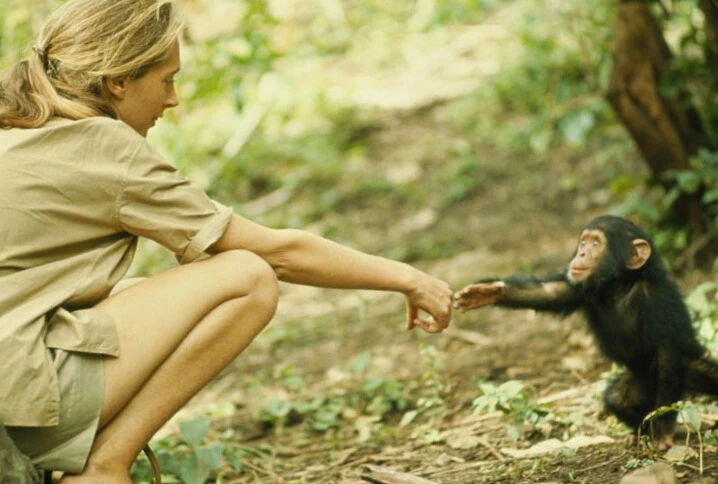 Jane Goodall